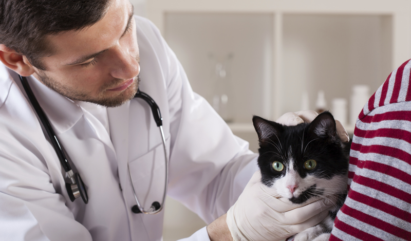 cat specialist veterinarian