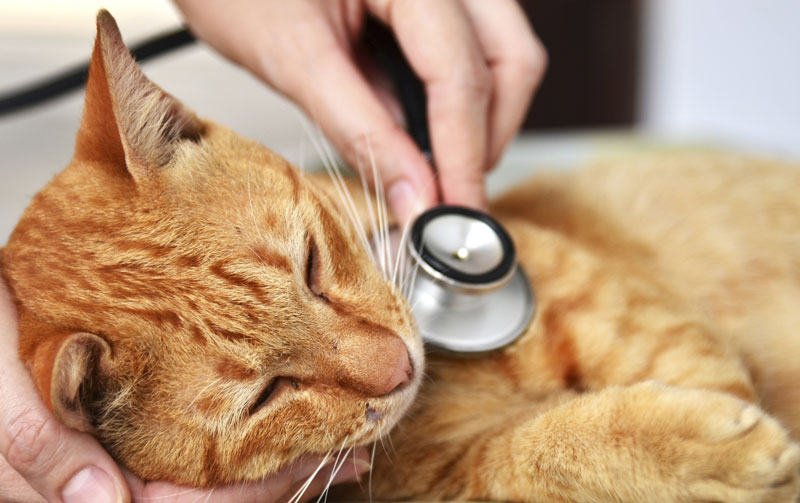 A veterinarian examining a cat to ensure it is healthy.