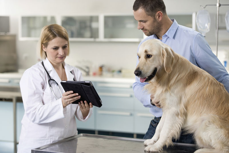 One of the most important jobs you have as a veterinarian is teaching your clients the best ways to take care of their pets.