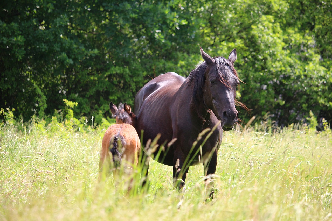 Horse Deworming Schedule Chart