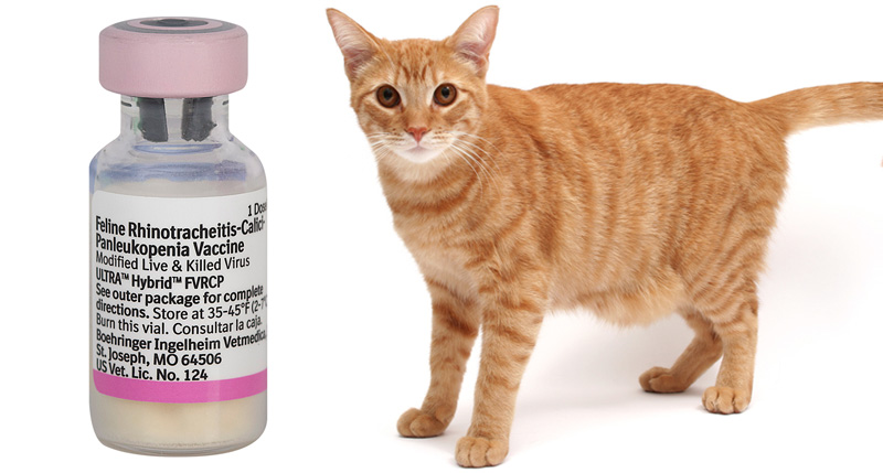 feline distemper shots