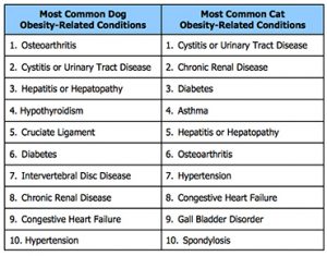 Feline Obesity Chart