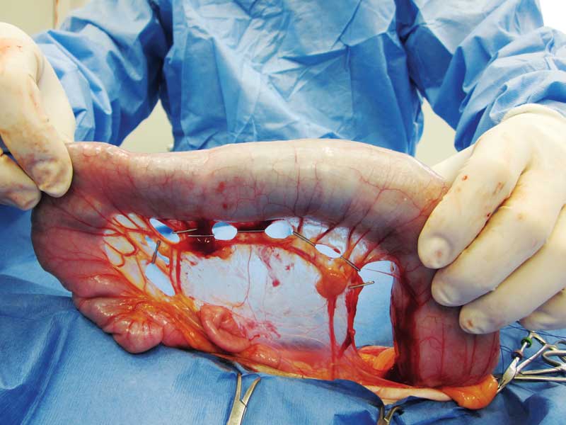 Cat constipated after online surgery