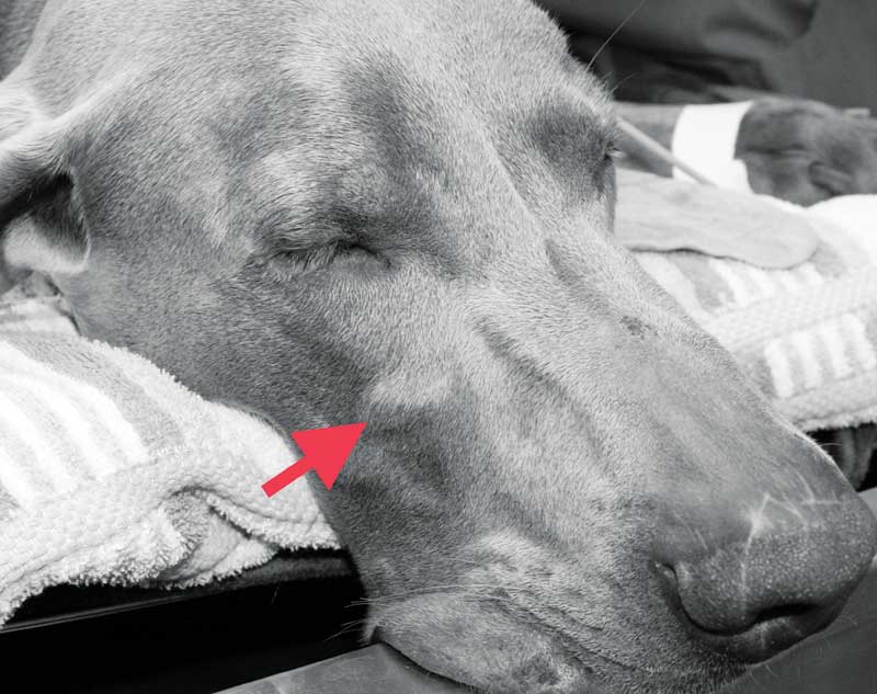 Swollen mandibular lymph nodes in dogs