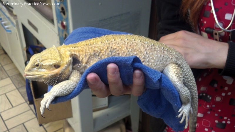 Is That A Banana? The Story Behind A Popular XRay