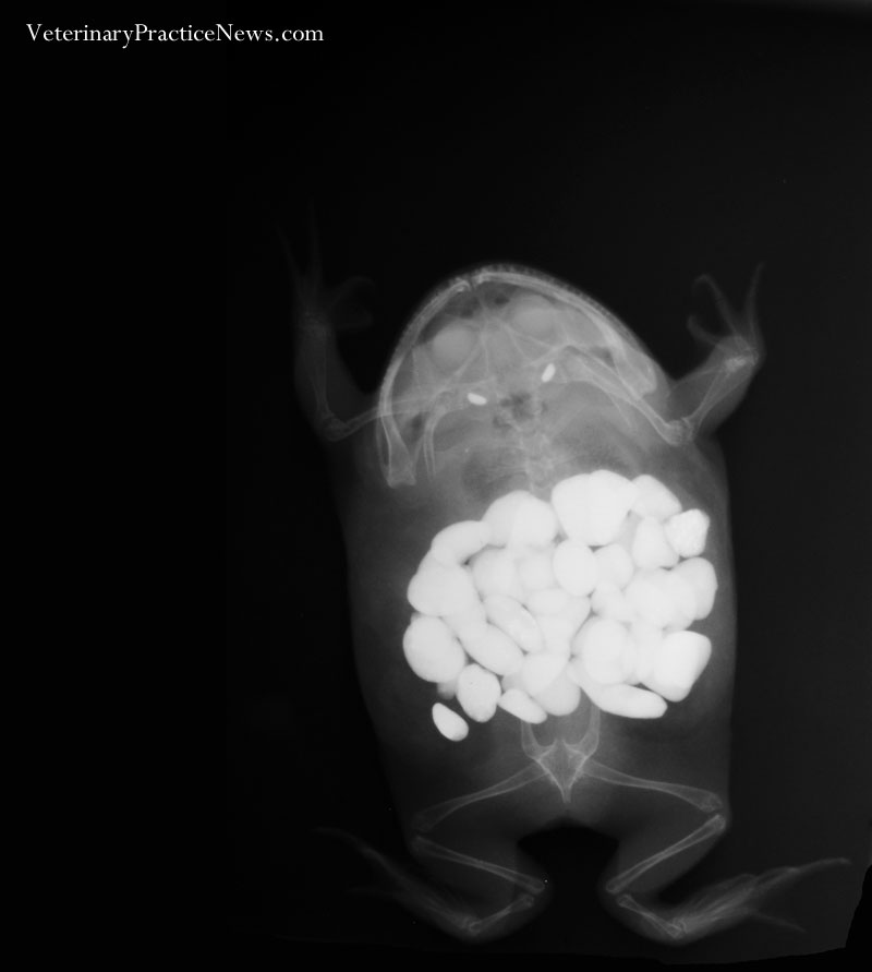 Xray of Frog with rocks inside