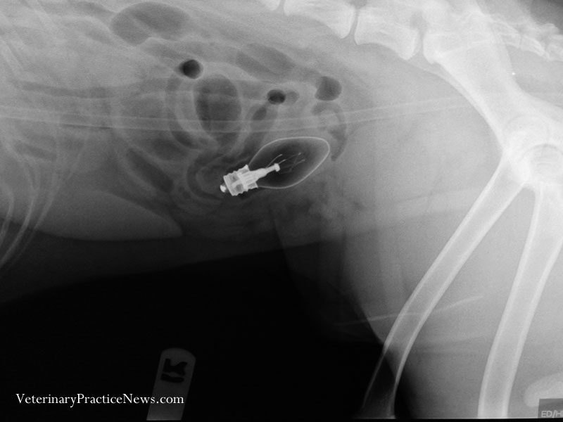 Dog who swallowed a light bulb