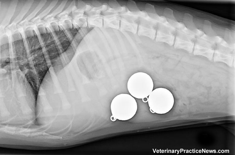 Fishing weighs in x-ray