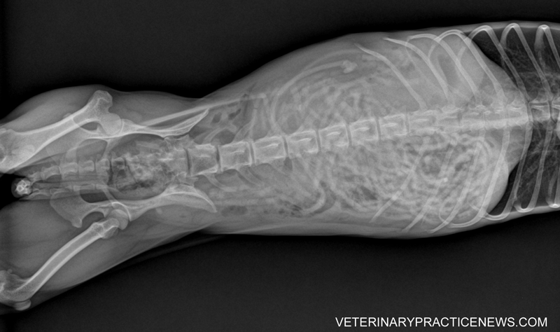 X-rays, skewers, dogs and cats