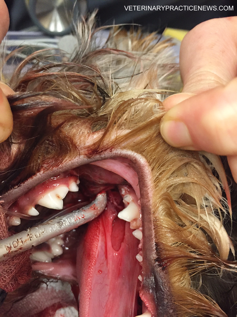 dog with carabiner in mouth