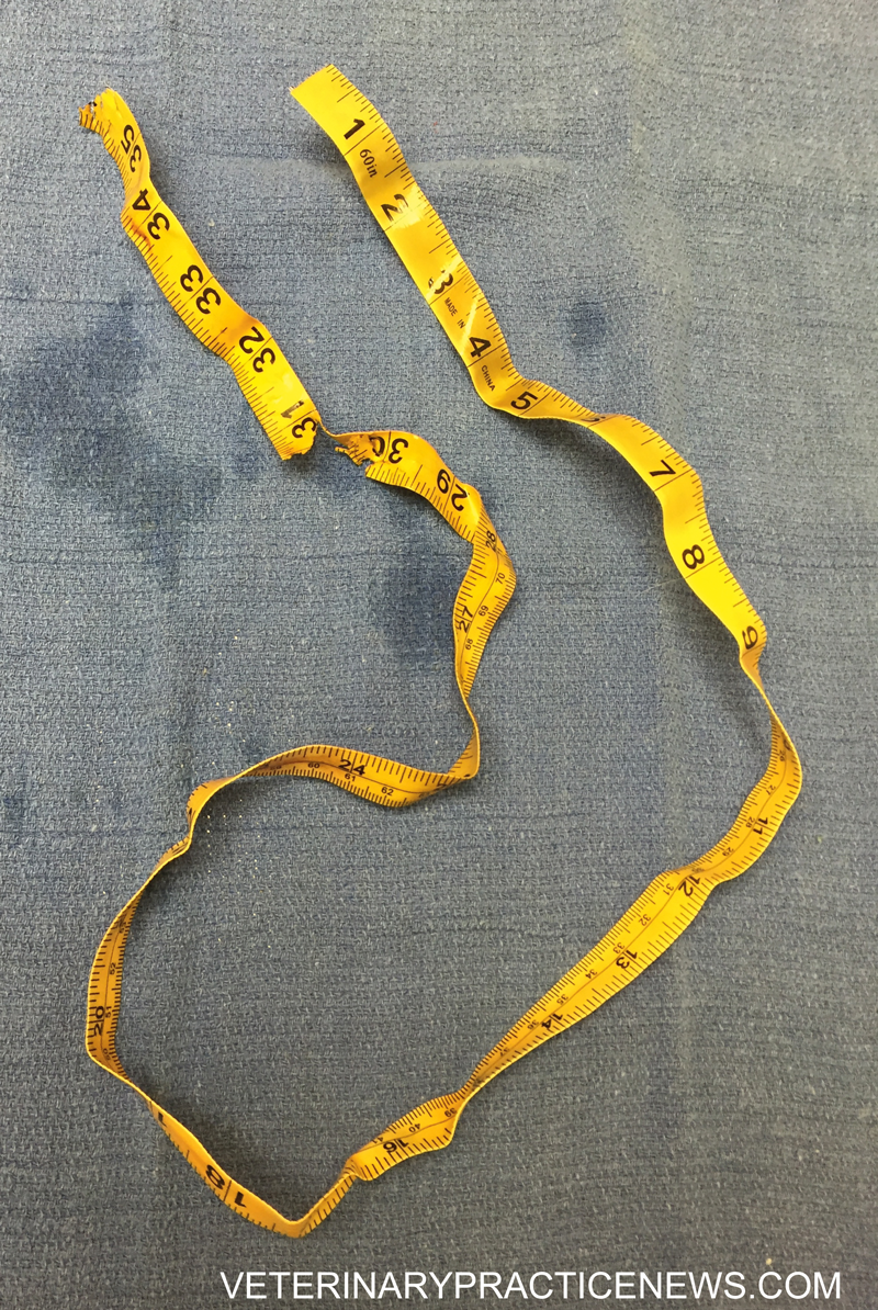 the measuring tape removed from dog's stomach