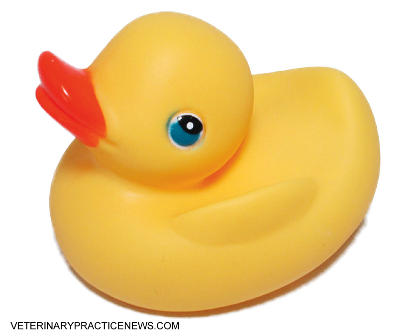 Rubber duckie