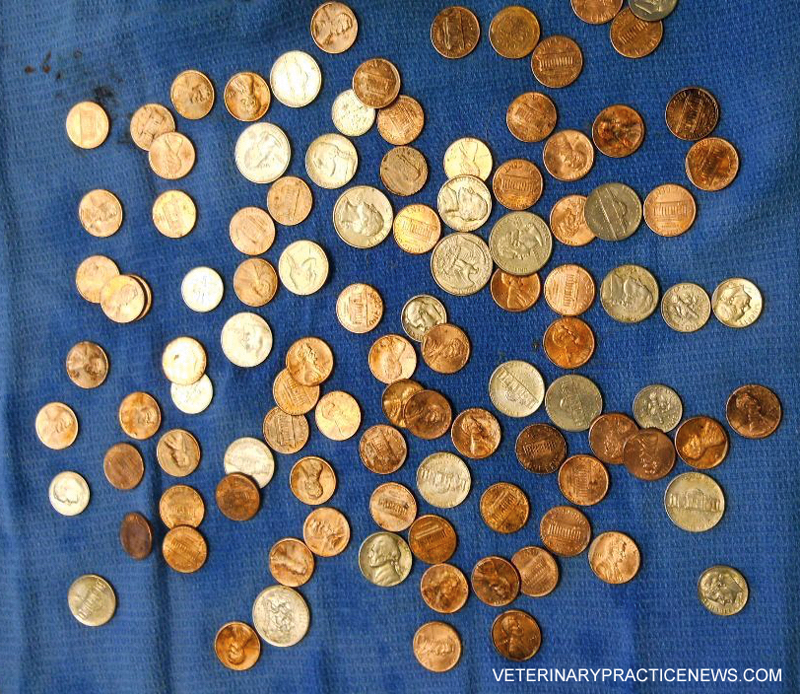 the coins removed from dog