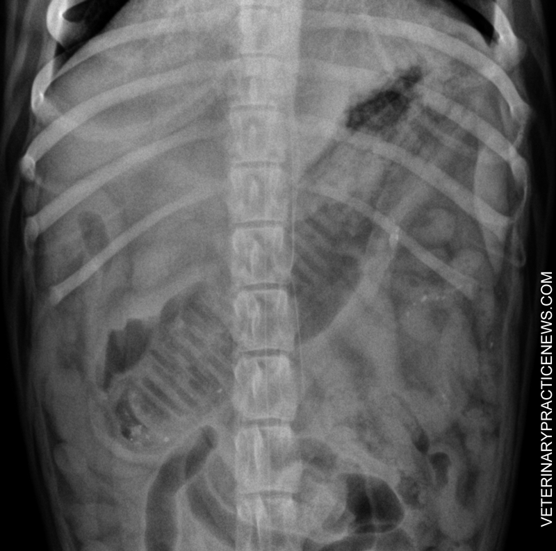 X-ray of dog toy handle in pit bull