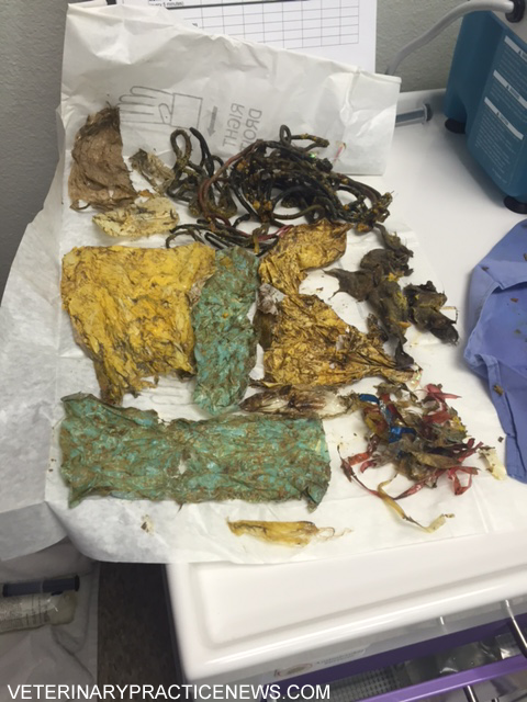 objects removed from cat's stomach