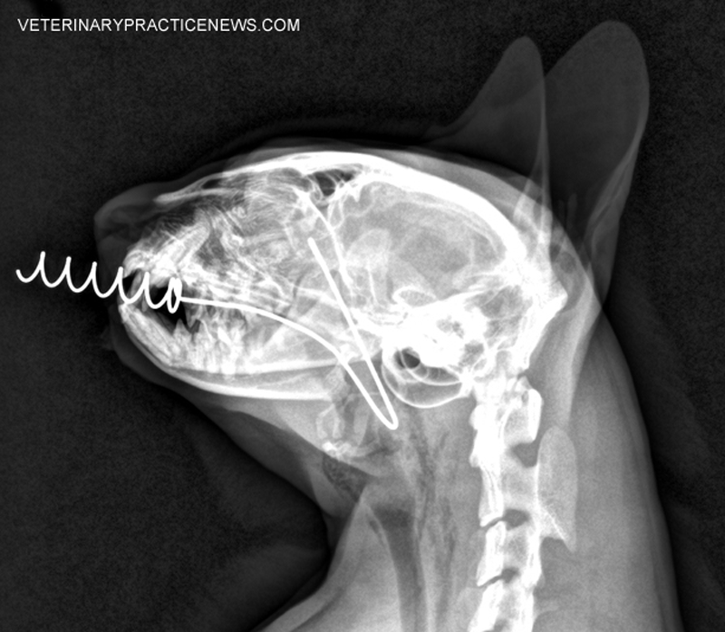 X-rays, skewers, dogs and cats