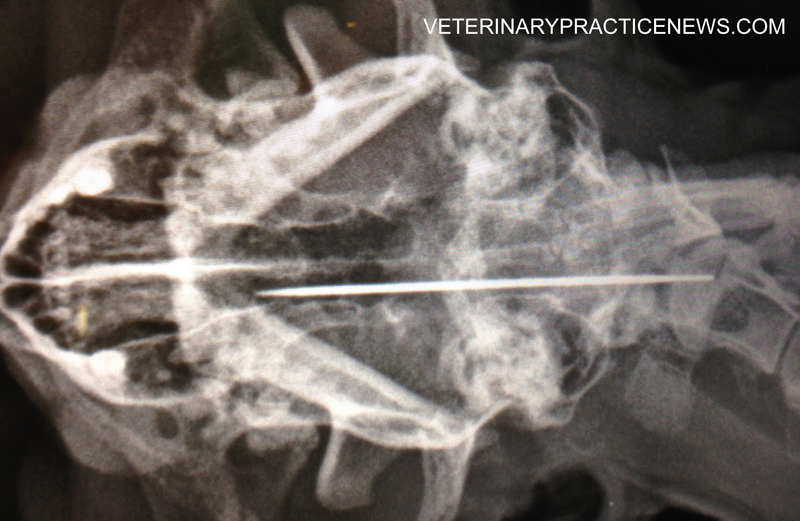 X-rays, skewers, dogs and cats