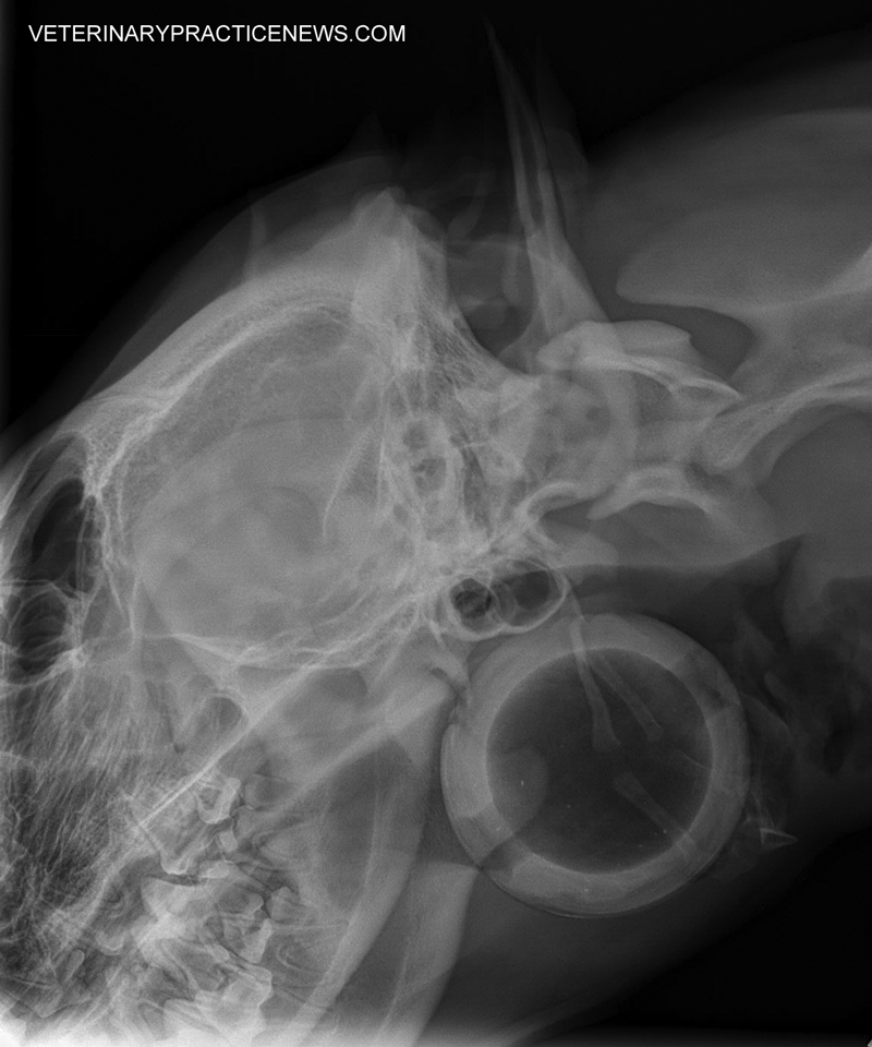 X ray deep throat image - Porn clips Adult Pictures Information on deep throat
