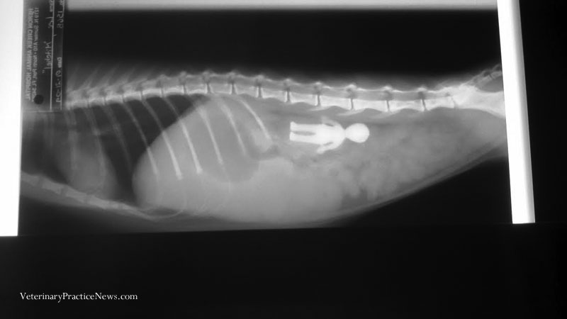 X-ray of a kitten with an alien toy inside it