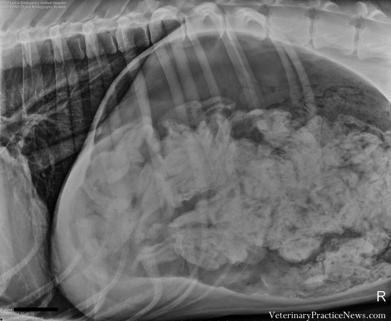 X-ray of Great Dane with 43 1/2 socks inside