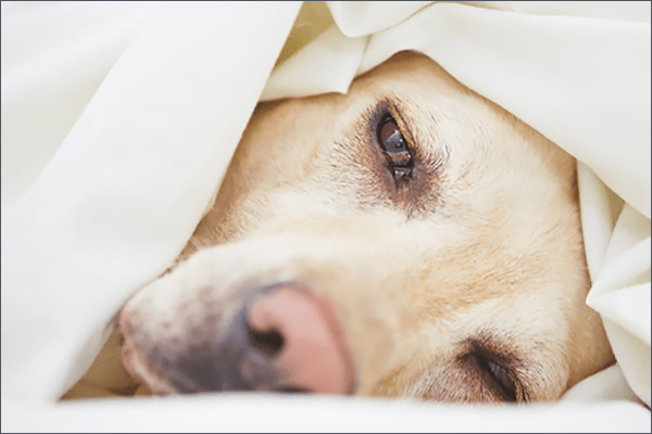 Zoetis offers client checklist for controlling canine influenza virus