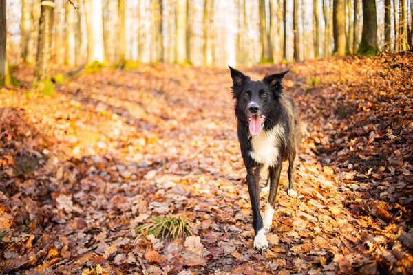 Heartworm survey aims to educate on deadly disease