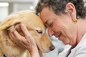 Finally – nutrition for pets fighting cancer