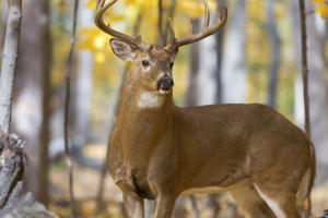 Deer may be reservoir for SARS-Cov-2 variants, CVM study suggests