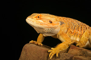 When To Intervene In Reptile Parturition