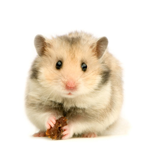 How to Treat Infected Scent Gland Hamster 