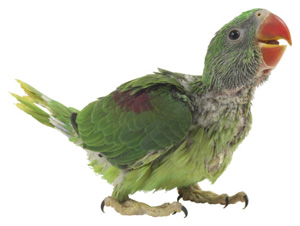 Avian Anatomy Aids Endoscopic Procedures