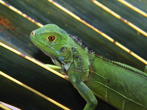 Fireflies Toxic To Exotic Pets