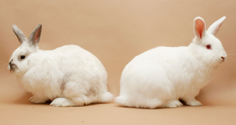 Ins and Outs of Bunny Rabbit Treatment and Care