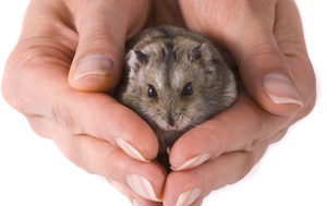 Dentistry Quarterly: Challenges In Pocket Pet Dentisty
