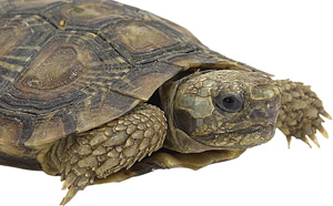 Nutritional Problems In Reptiles