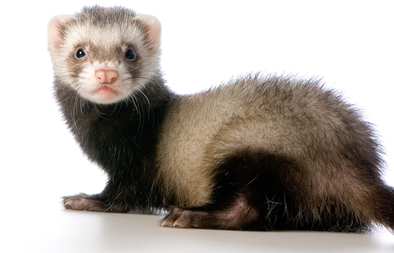Why You Should Bring in Ferrets