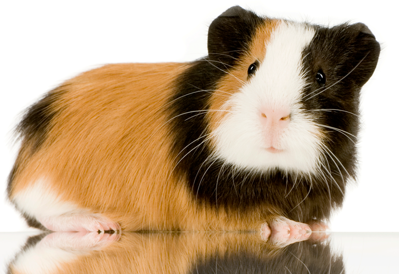 Why You Should Add Guinea Pigs to Your Practice