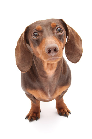 Technology Predetermines Dog Sexes