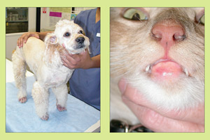 Cyclosporine Therapy In Veterinary Dermatology