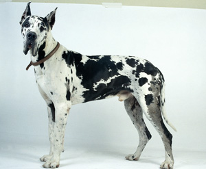 World’s Tallest Dog Helps Promote Heart Disease Test