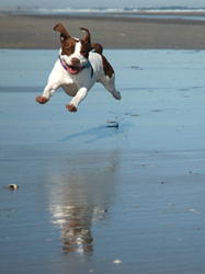 Vets Promote Summer Safety To Pet Owners