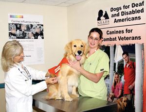 Assistance Dogs: Special Role Of Vets