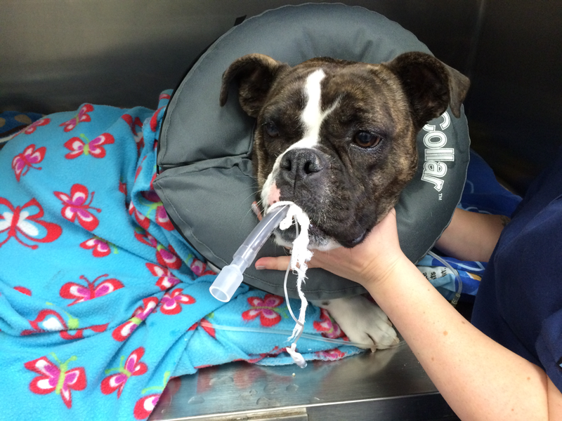 surgery for brachycephalic dogs