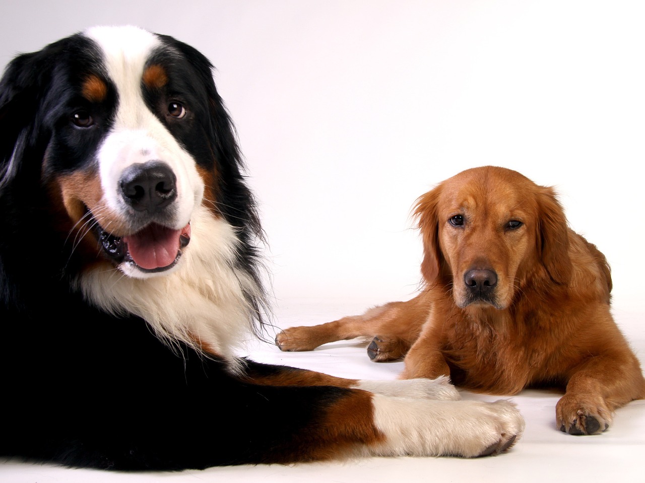 How to Promote Good Canine Behavior
