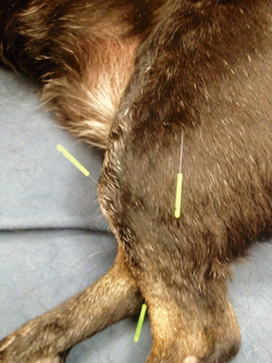 Pelvic Limb Lameness: Palpate Early And Often
