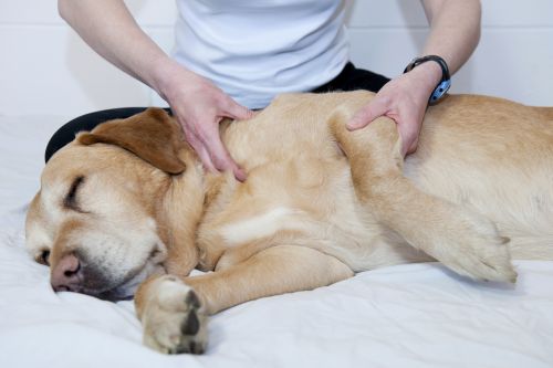 Considerations For Canine Rehab Protocols