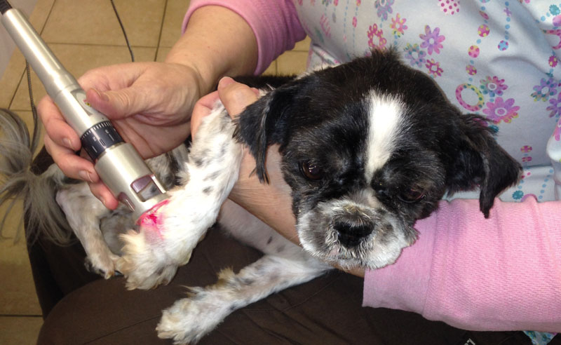 Vets Say Why they Use Laser Therapy