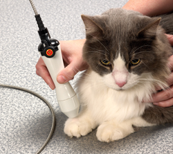 Staffs Embrace Laser Therapy