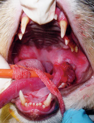 Plaque Control Is Key To Controlling Feline Gingivostomatitis