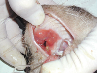 Use Of CO2 Lasers In A Feline Practice